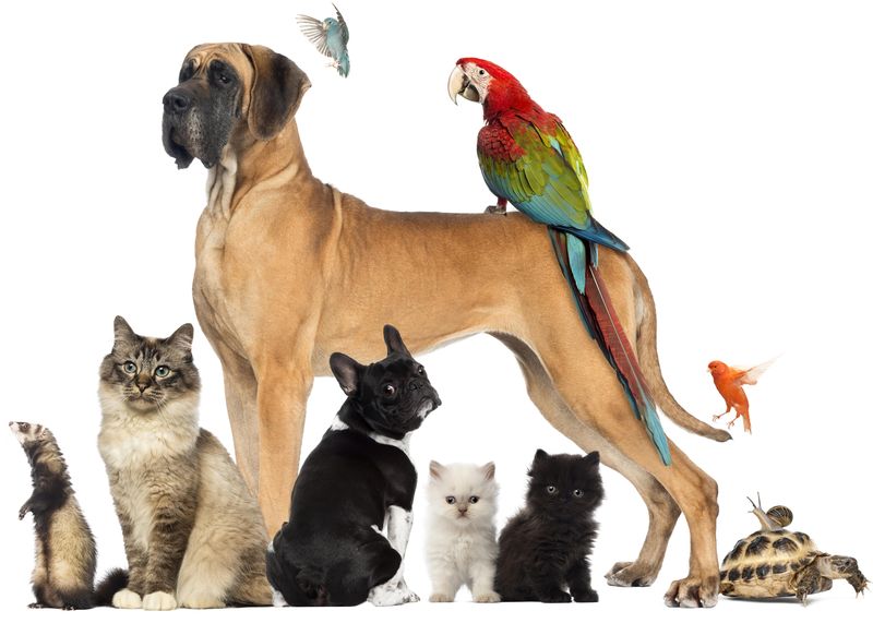 psy, koty i papuga